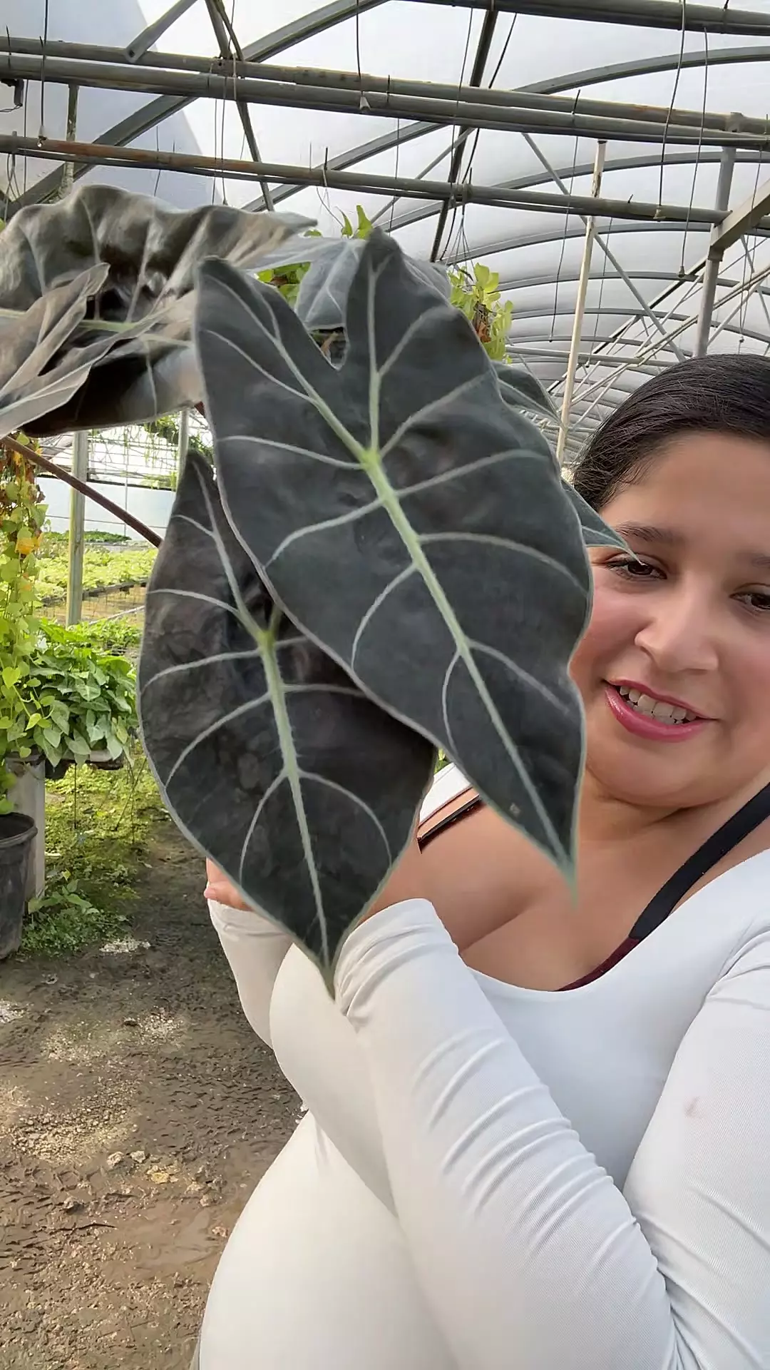 plant/Longiloba DT PURPLE-0