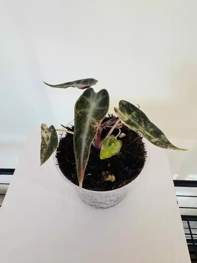 plant/Alocasia ‘Bambino Aurea’ (3inch)-4-thumbnail