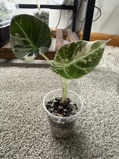 plant/Alocasia Pink Black Velvet-2-thumbnail