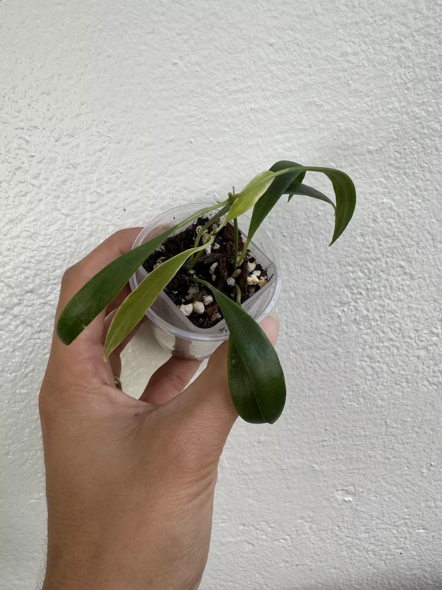 plant/Tsangii albomarginata-0