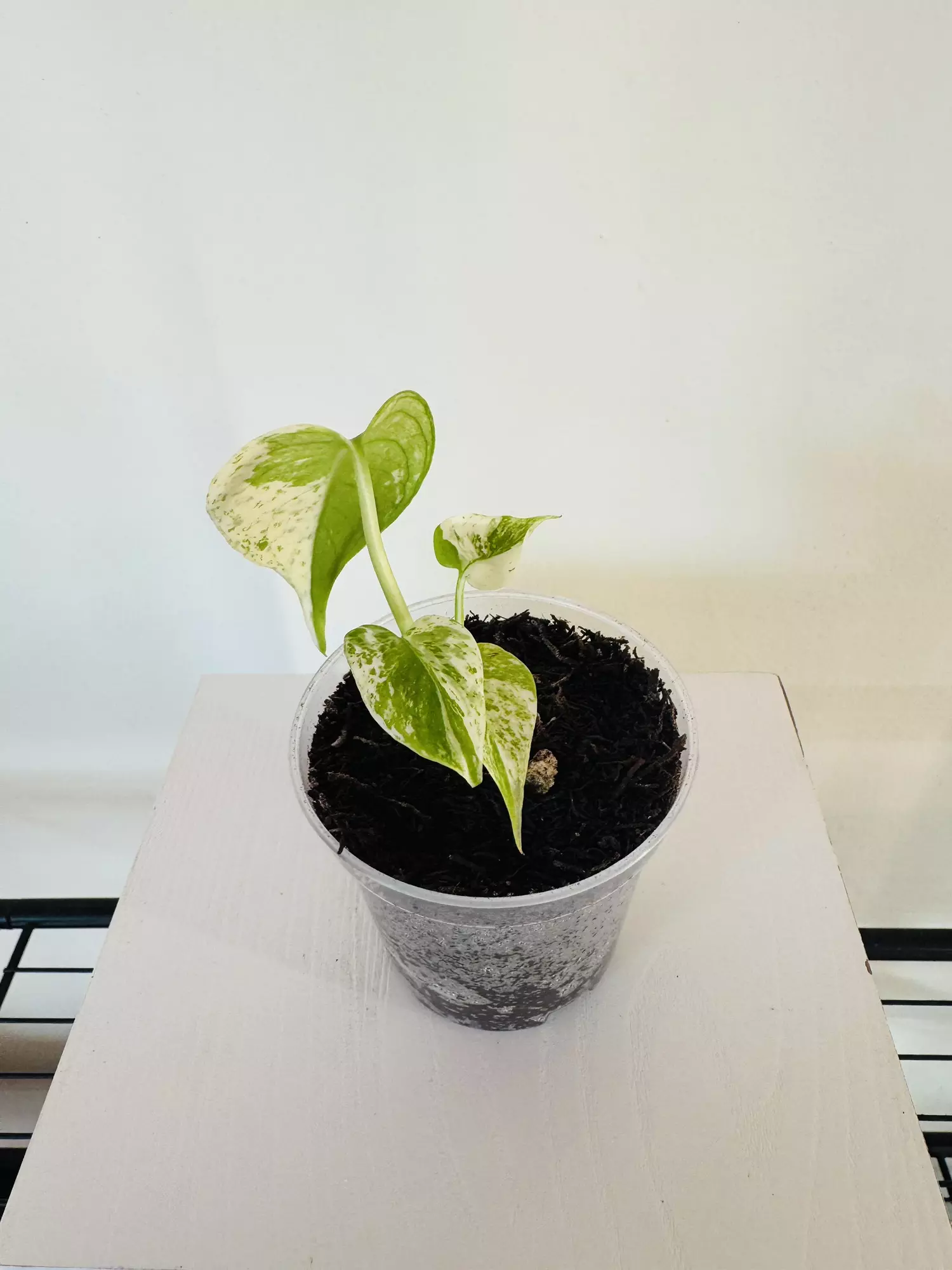 plant/Monstera ‘White Monster’ (3inch)-1