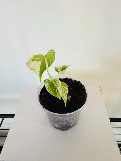 plant/Monstera ‘White Monster’ (3inch)-1-thumbnail