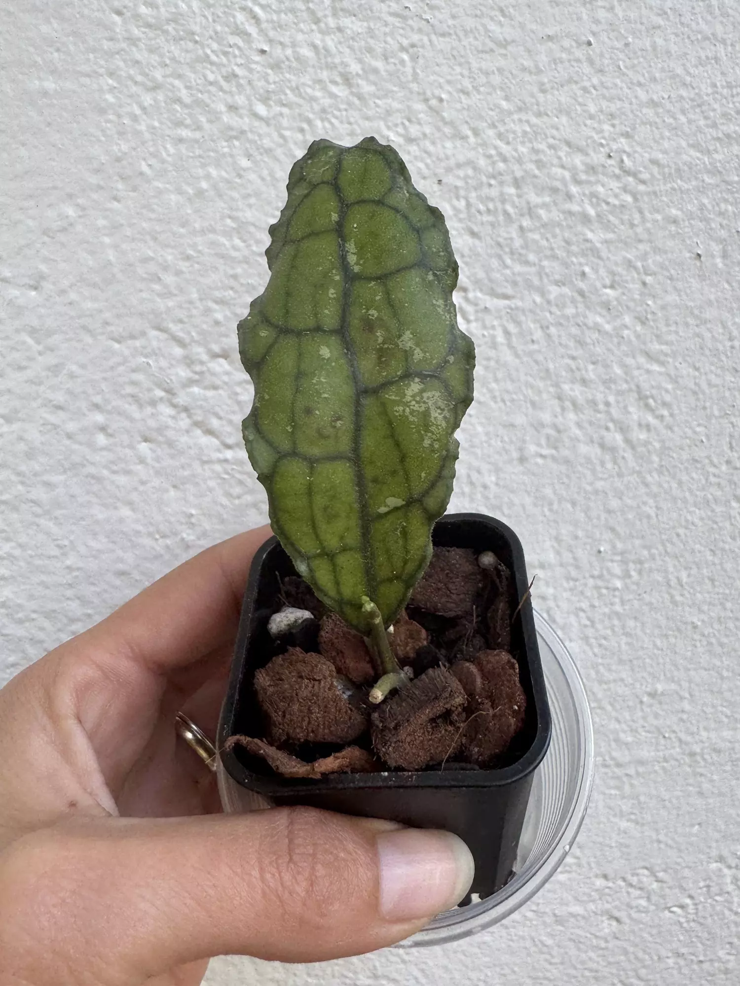 plant/Hoya clemensiorum-0