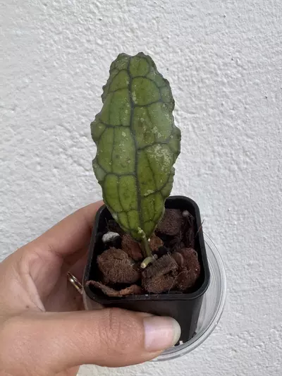 plant/Hoya clemensiorum-0-thumbnail