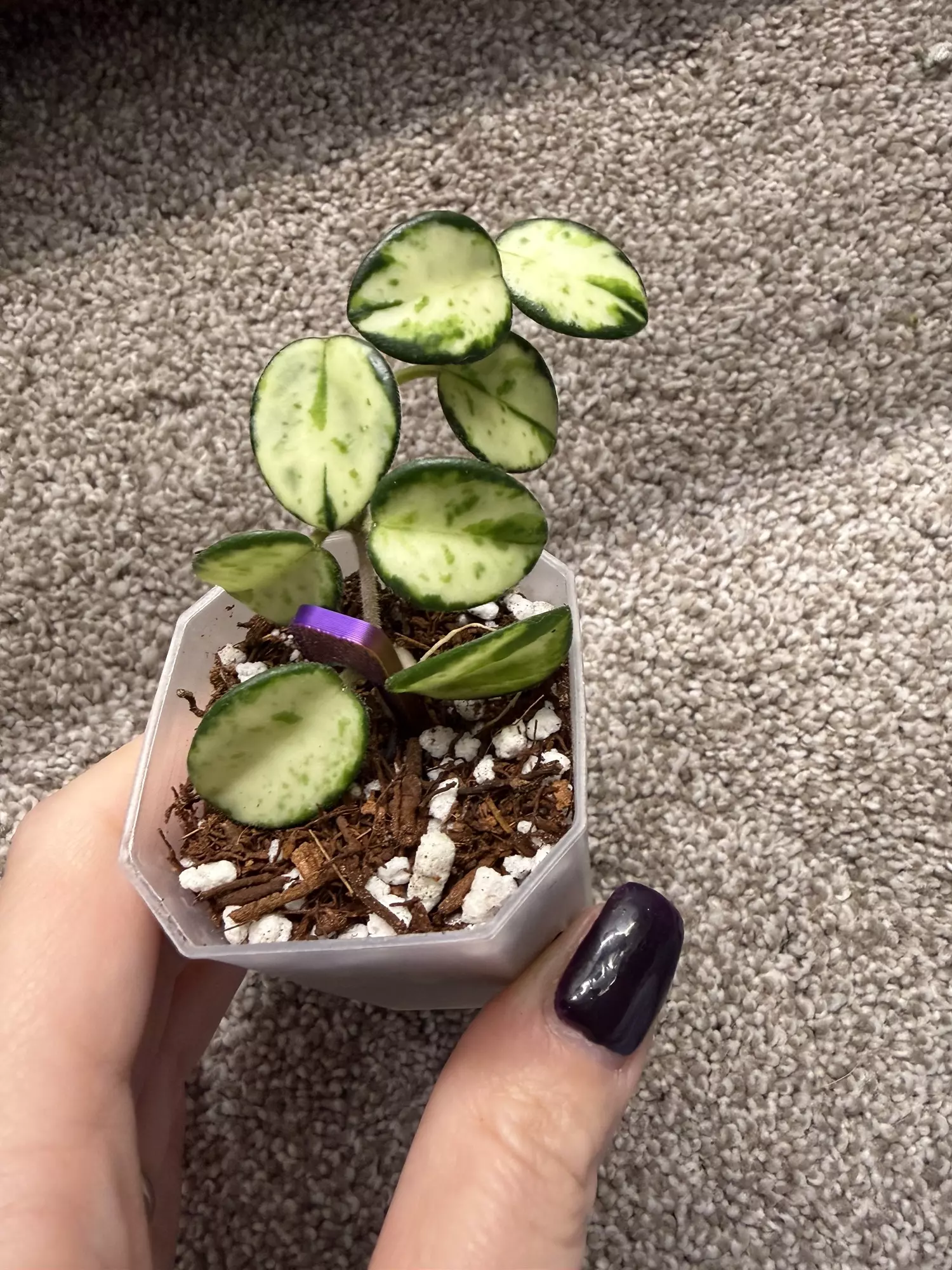 plant/H. Mathilde Inner Variegated-0