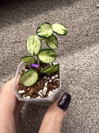 plant/H. Mathilde Inner Variegated-0-thumbnail