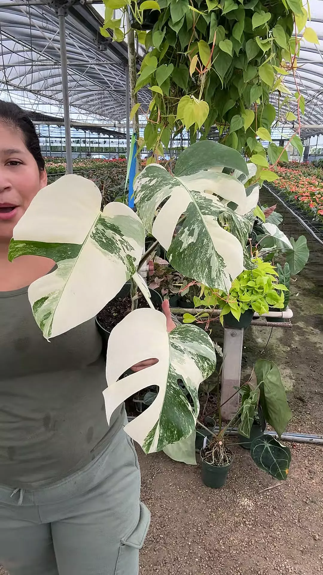 plant/Marble albo 🥺-0