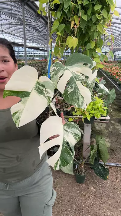 plant/Marble albo 🥺-0-thumbnail