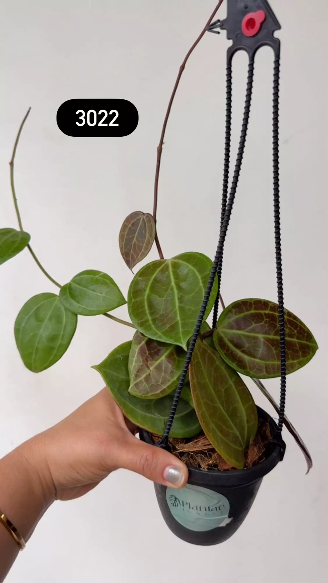 plant/3022 Lat Sarawak sunstressed-0