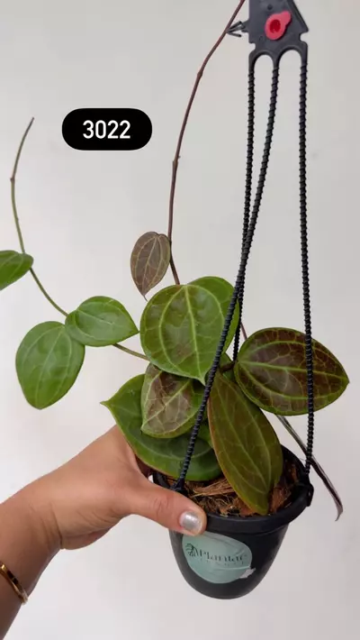 plant/3022 Lat Sarawak sunstressed-0-thumbnail