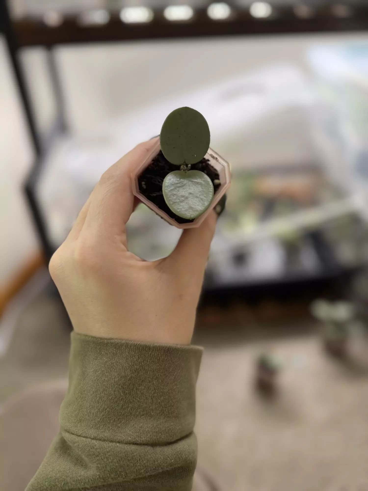 plant/H. Mathilde ‘Grey Fairy’ - At least TWO active growth points!-0