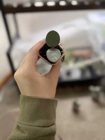 plant/H. Mathilde ‘Grey Fairy’ - At least TWO active growth points!-0-thumbnail