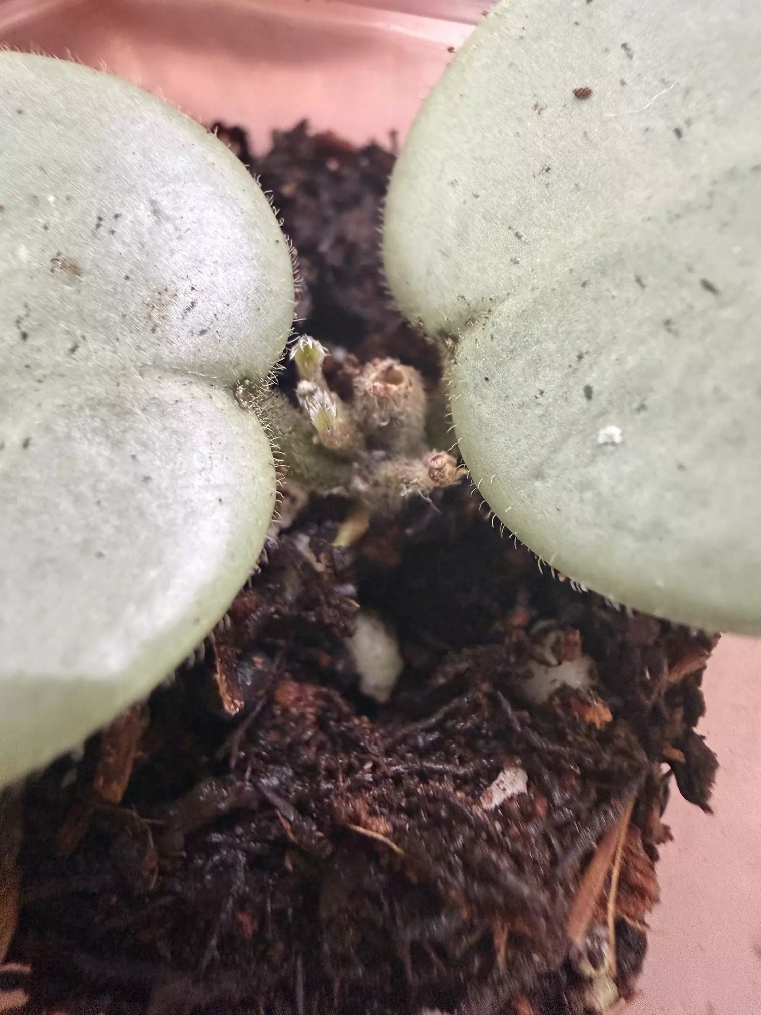 plant/H. Mathilde ‘Grey Fairy’ - At least TWO active growth points!-1