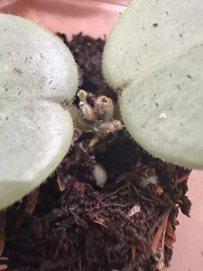 plant/H. Mathilde ‘Grey Fairy’ - At least TWO active growth points!-1-thumbnail