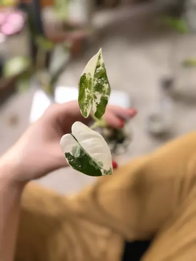 plant/😍 Alocasia Frydek-0-thumbnail