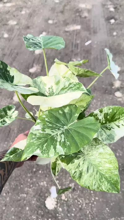 plant/Gageana albo multipots-0-thumbnail