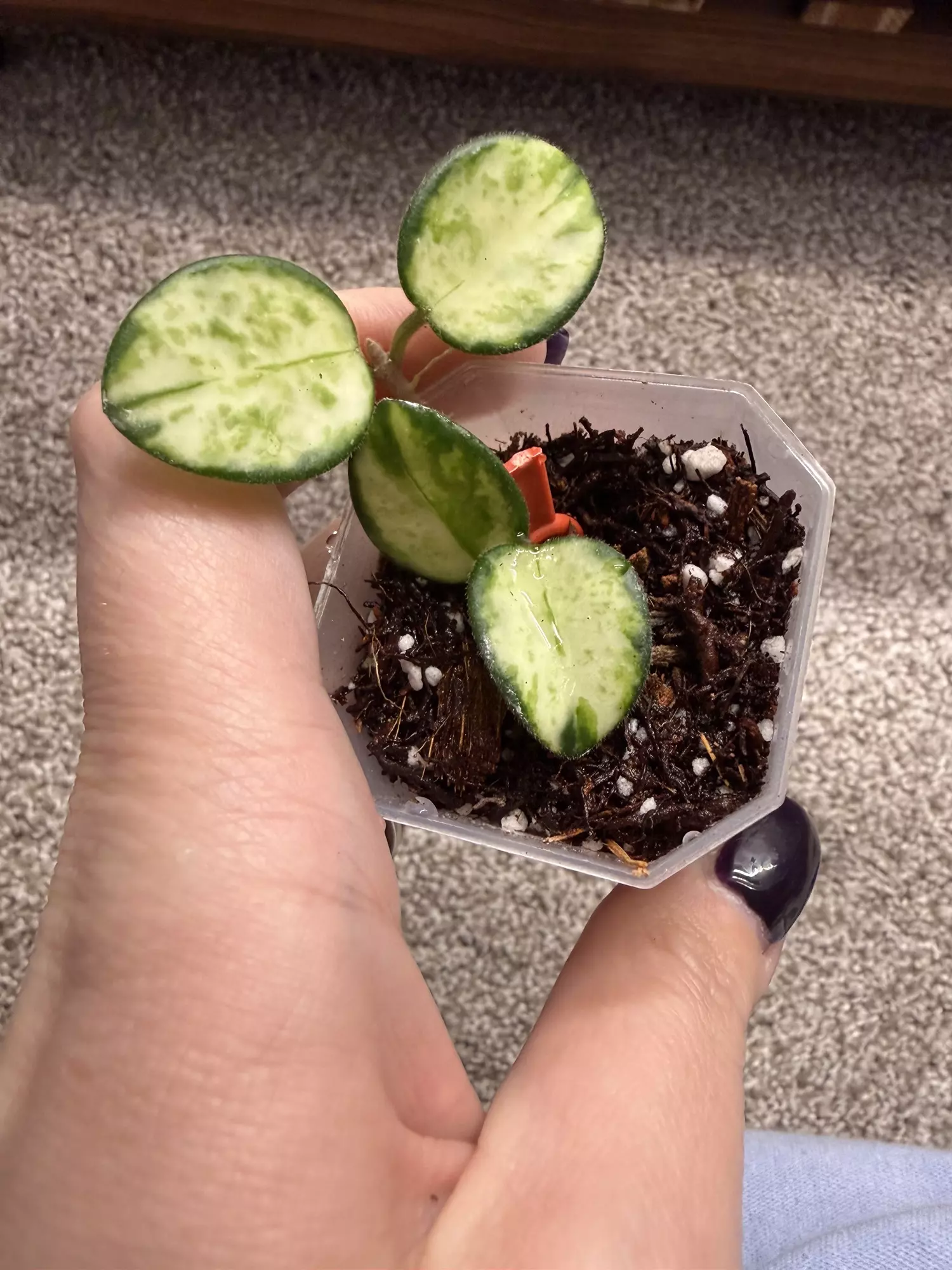 plant/H. Mathilde Inner Variegated-0