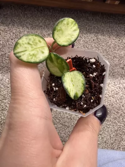 plant/H. Mathilde Inner Variegated-0-thumbnail