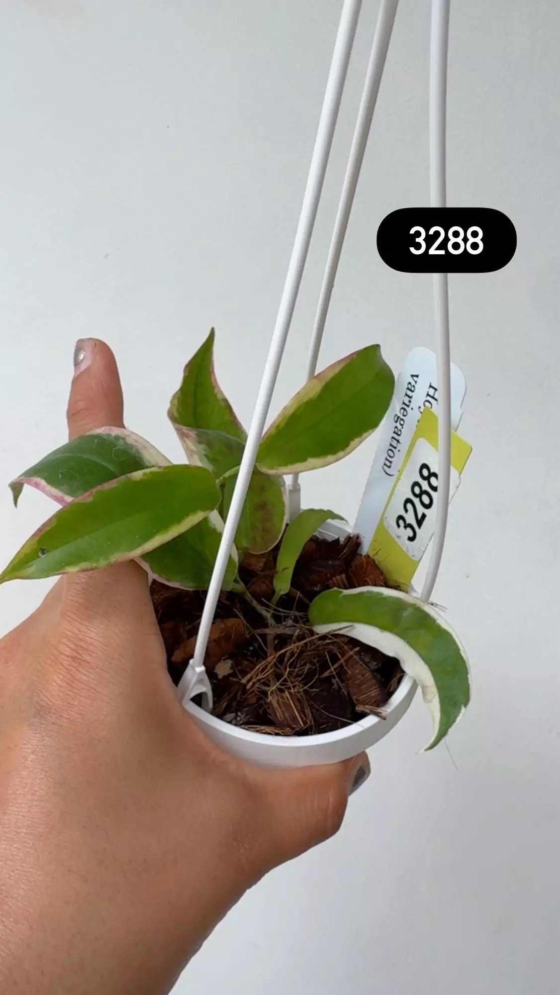 plant/3288 Kenejiana outer var-0