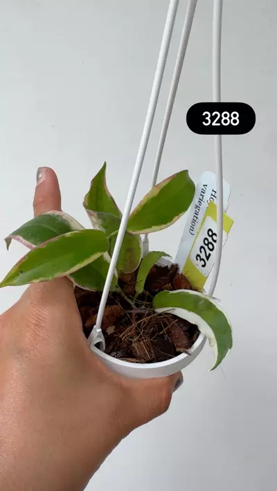 plant/3288 Kenejiana outer var-0-thumbnail