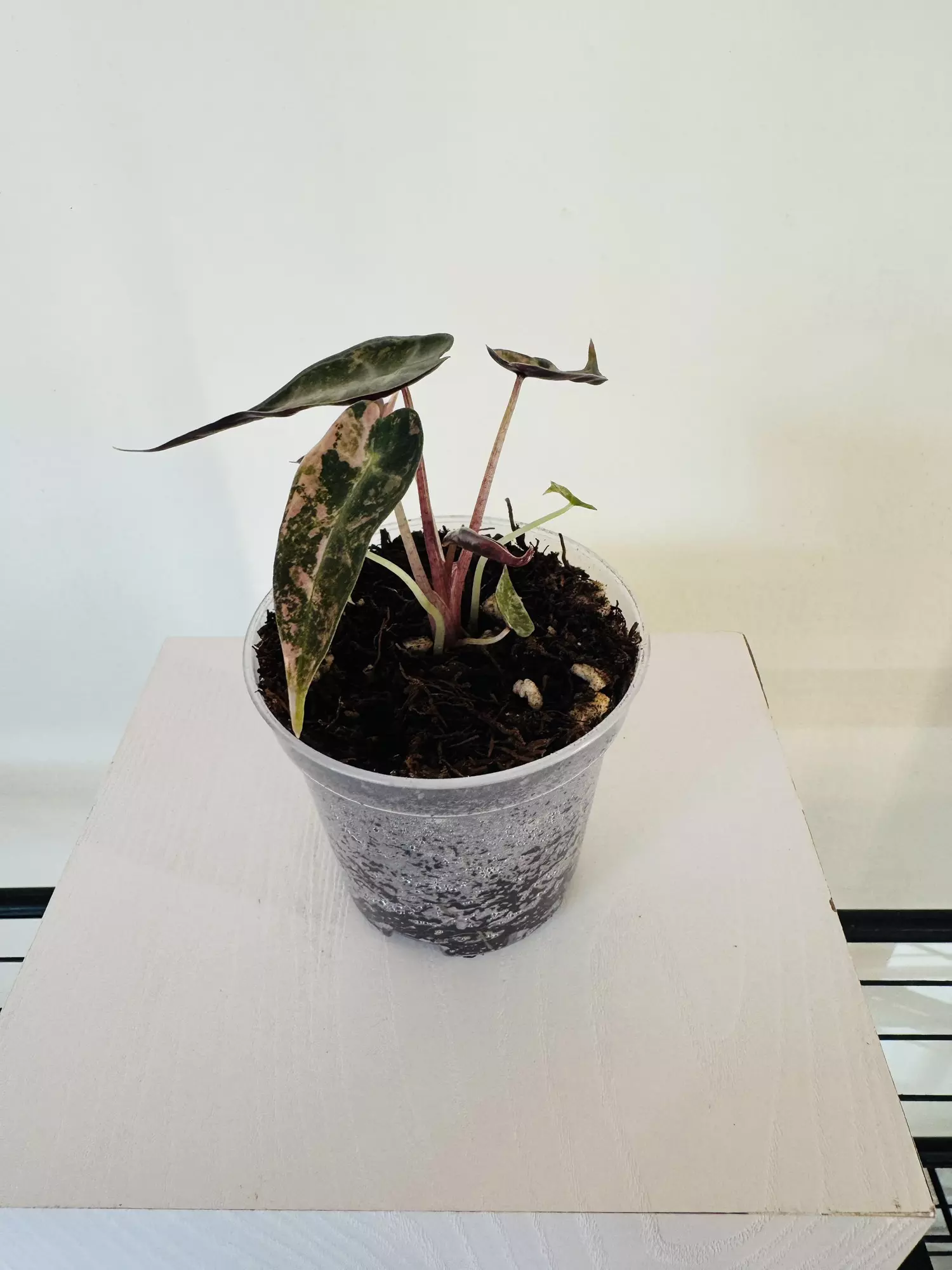 plant/Alocasia ‘Bambino Aurea’ (3inch)-1