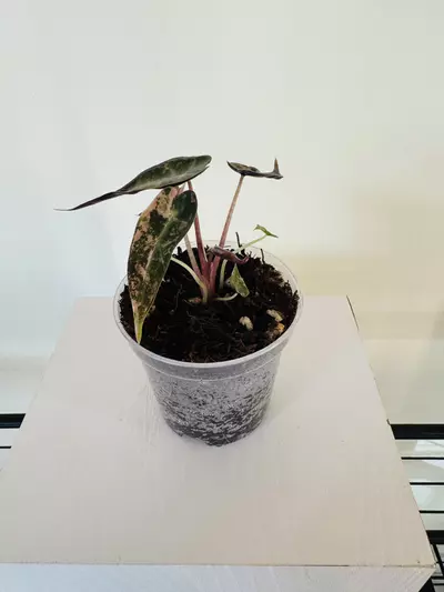 plant/Alocasia ‘Bambino Aurea’ (3inch)-1-thumbnail