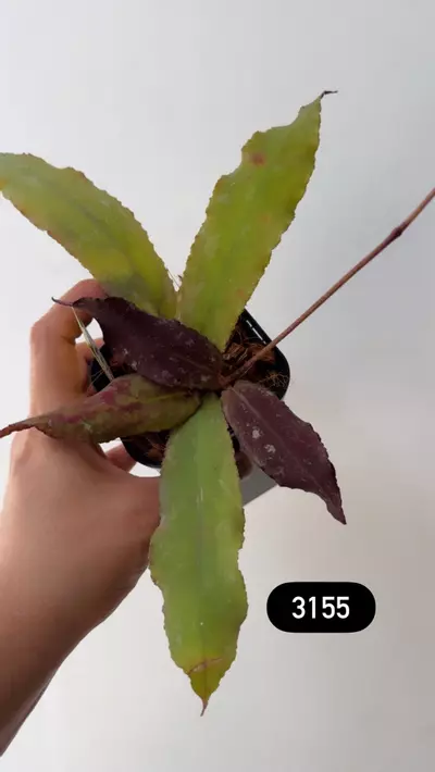 plant/3155 Undulata red-0-thumbnail