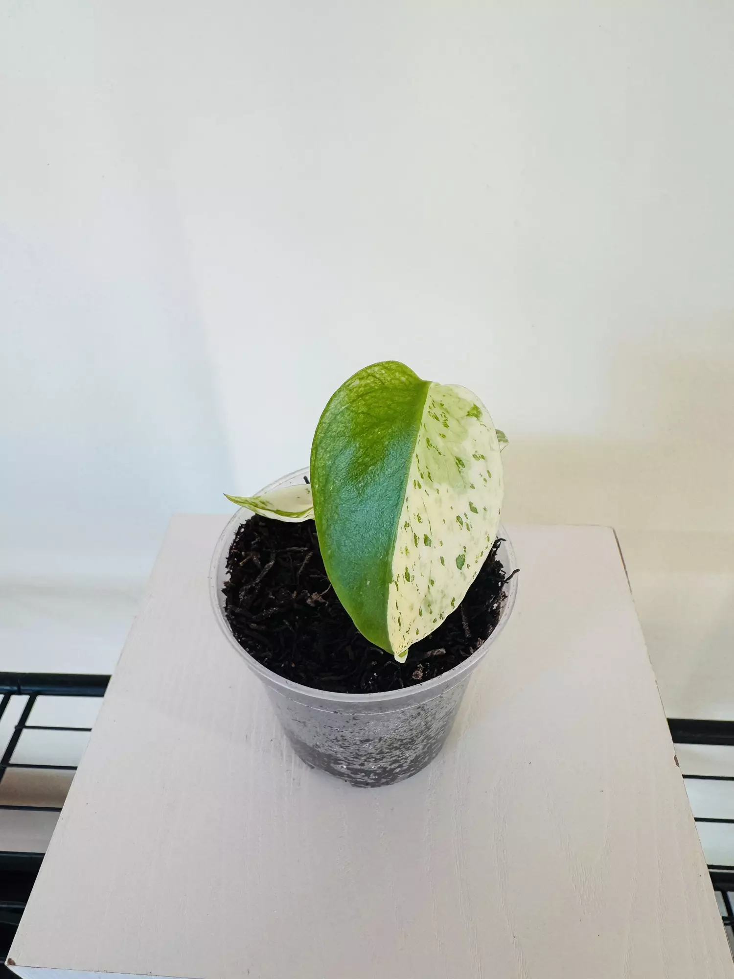 plant/Monstera ‘White Monster’ (3inch)-4
