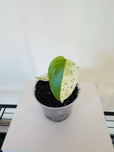 plant/Monstera ‘White Monster’ (3inch)-4-thumbnail