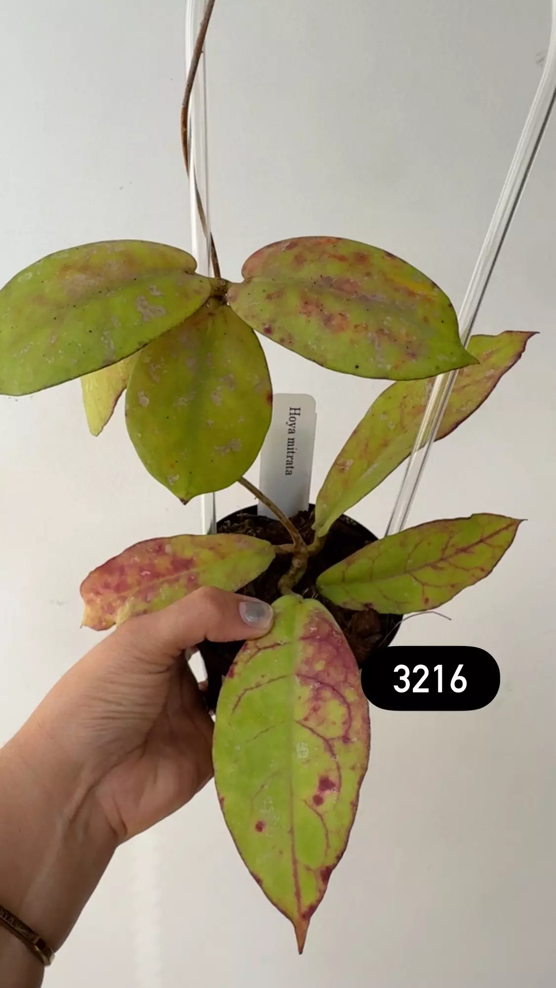 plant/3216 Mitrata borneo sunstressed on trellis-0