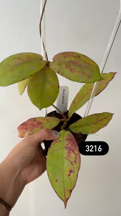 plant/3216 Mitrata borneo sunstressed on trellis-0-thumbnail