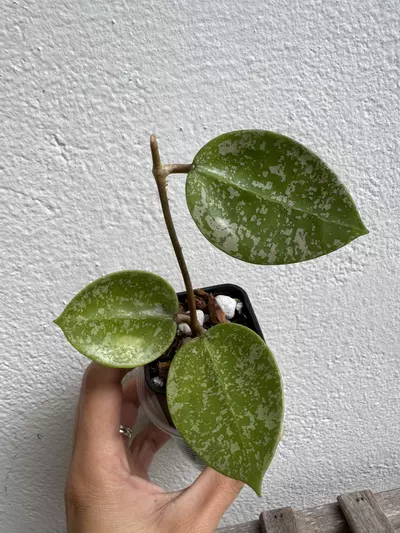 plant/Hoya Verticillata splash heartshape-0-thumbnail