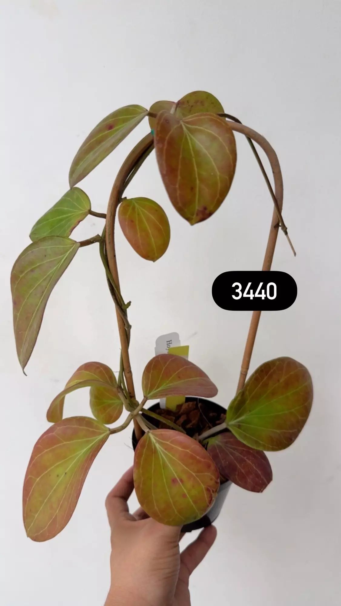 plant/3440 Cominsii in trellis sunstressed-0