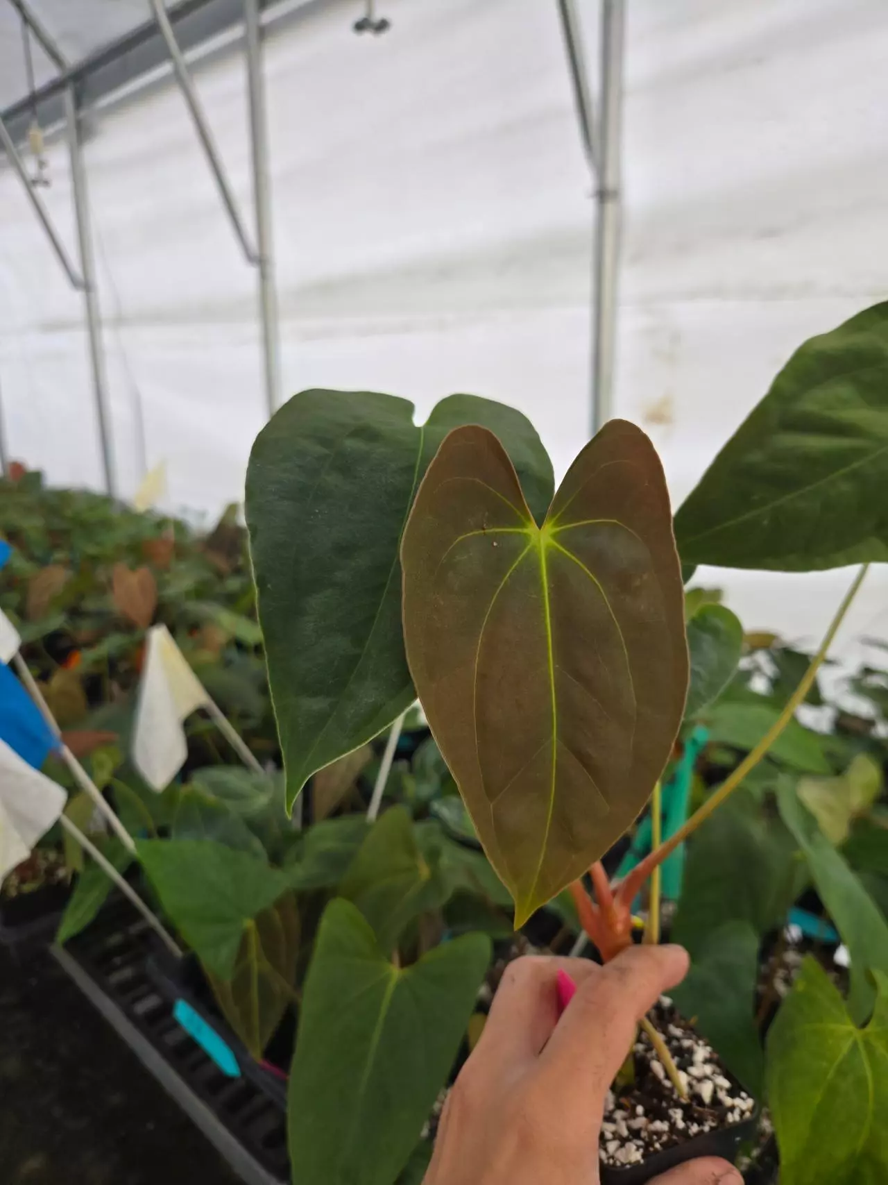 plant/P122 Dark green choco emergent. Nice pap #1 x Pap Nice Pap #6-0