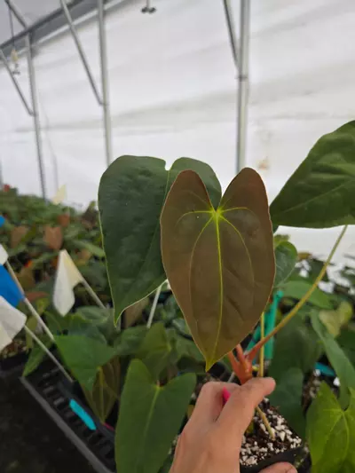 plant/P122 Dark green choco emergent. Nice pap #1 x Pap Nice Pap #6-0-thumbnail