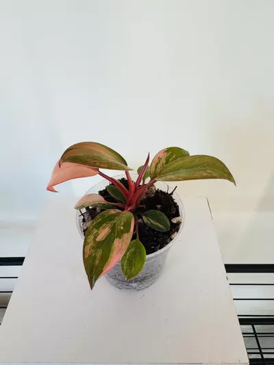 plant/Philodendron ‘Variegated Red Congo’ (3inch)-0-thumbnail