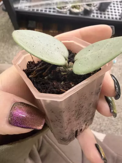plant/H. Mathilde ‘Grey Fairy’ - At least TWO active growth points!-2-thumbnail