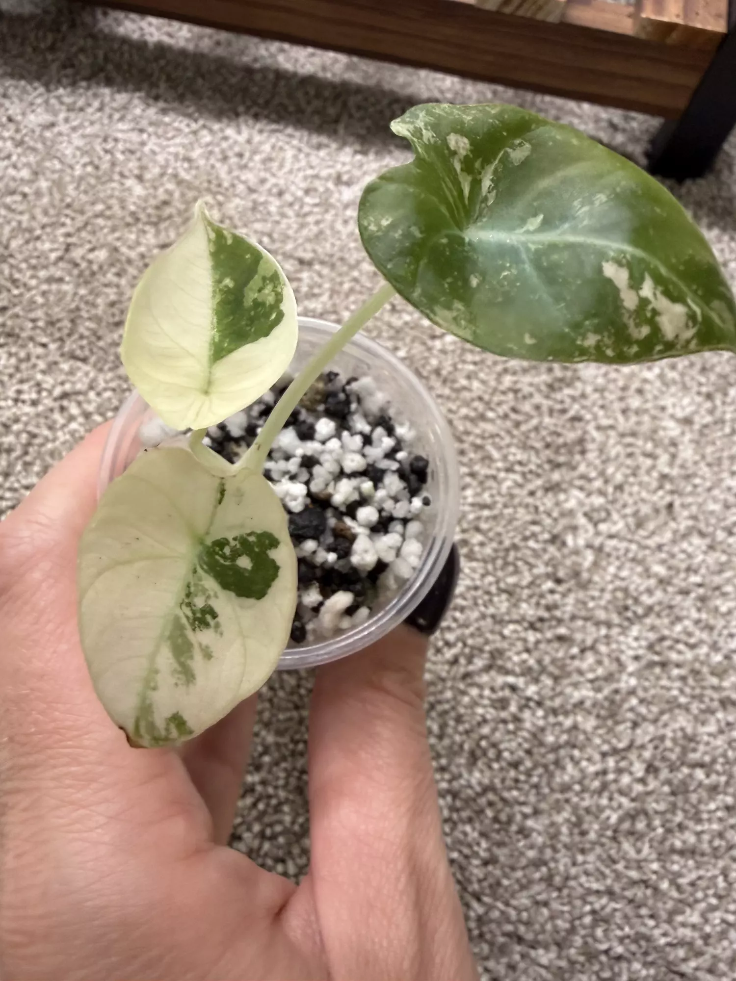 plant/Alocasia Pink Black Velvet-0