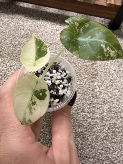 plant/Alocasia Pink Black Velvet-0-thumbnail