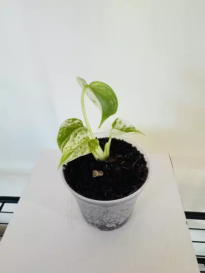 plant/Monstera ‘White Monster’ (3inch)-2-thumbnail