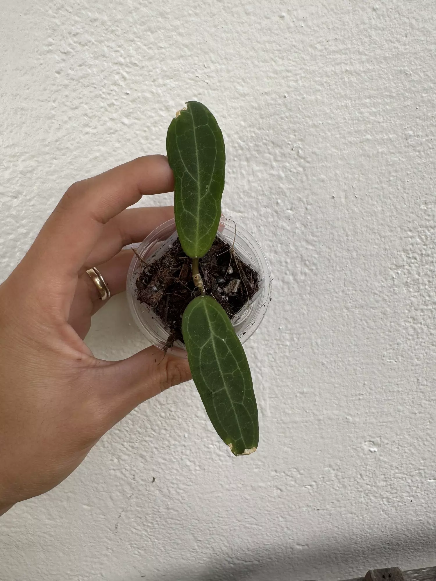 plant/Hoya love affair-0
