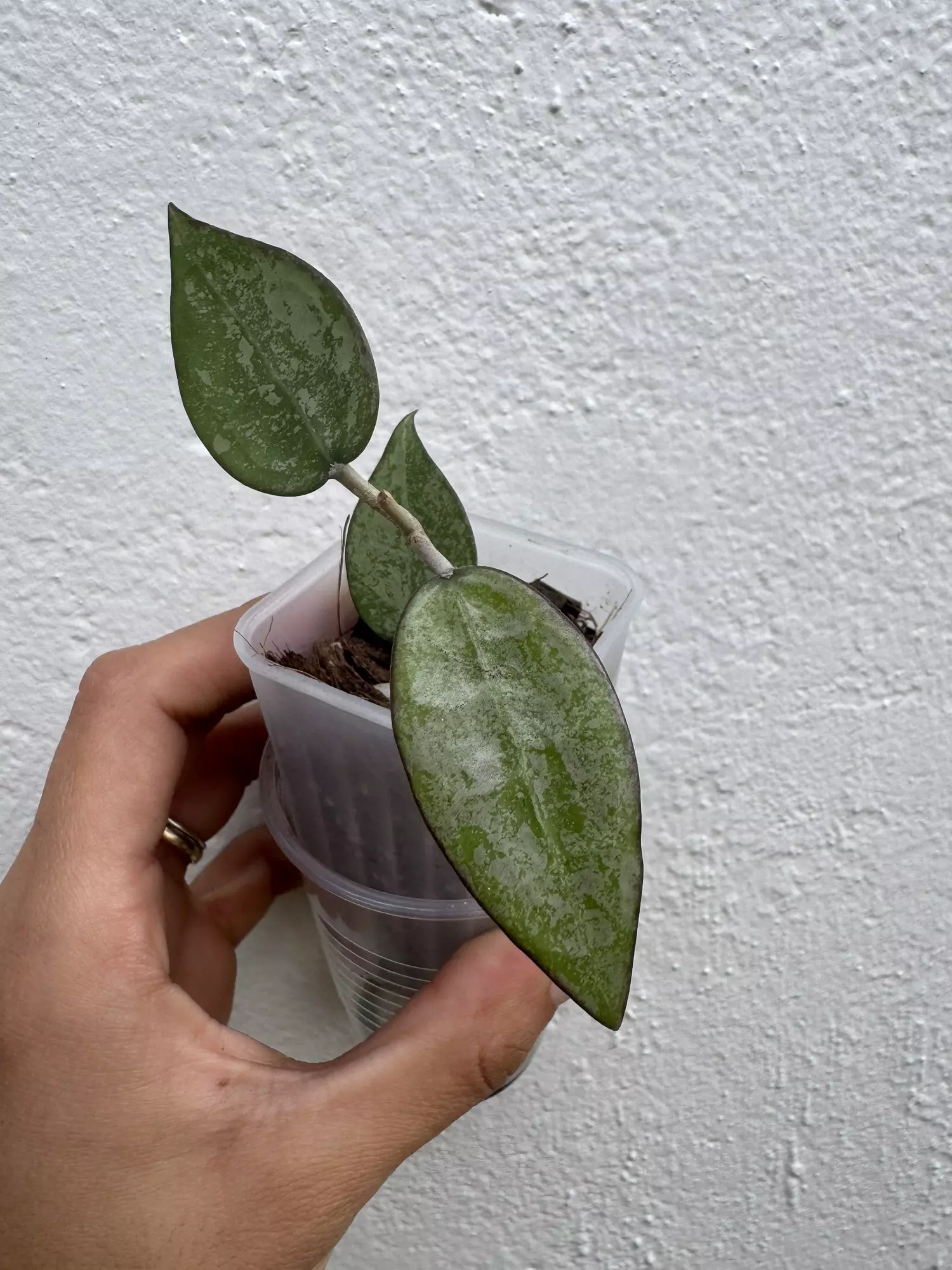 plant/Hoya black margin-0