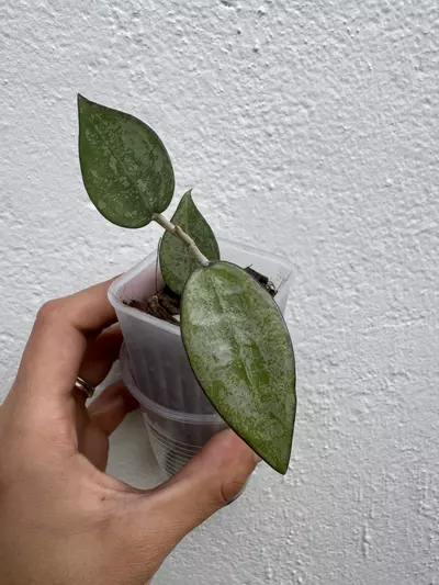 plant/Hoya black margin-0-thumbnail