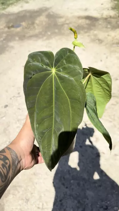 plant/Tezula Crystallinium antoquia x bvep albo reverted -0-thumbnail