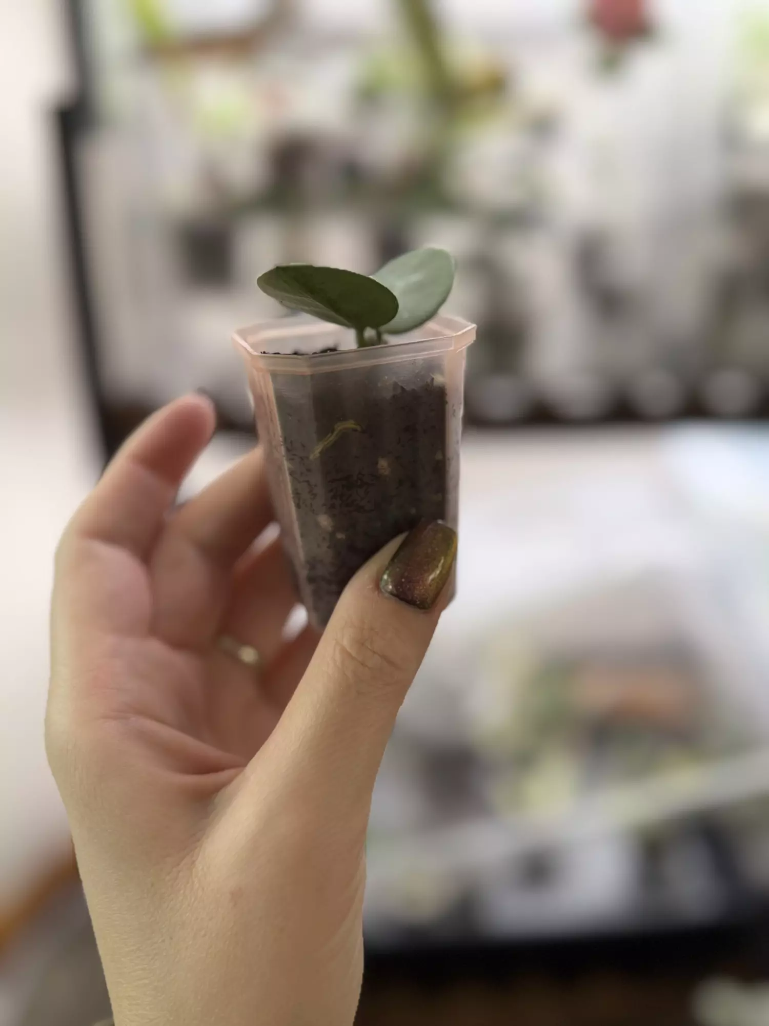 plant/H. Mathilde ‘Grey Fairy’ - At least TWO active growth points!-3