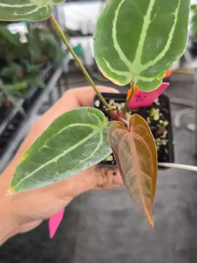 plant/P120 red emergent. (SKG Red Crystal/Mag) x Swampmannii Round #4-0-thumbnail