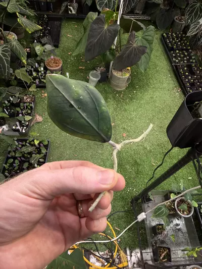 plant/Hoya sp aceh gomas fresh cut -0-thumbnail