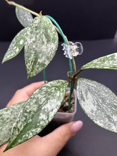 plant/Hoya Pubicalyx Royal Hawaiian-1-thumbnail