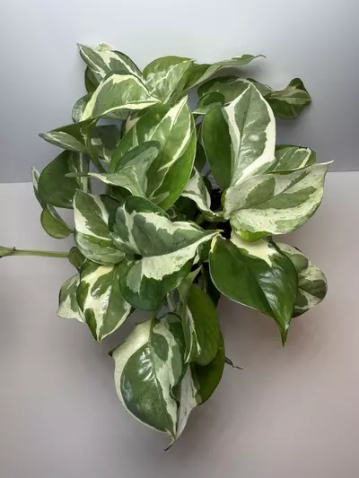 plant/Pearls & Jade Pothos-0-thumbnail