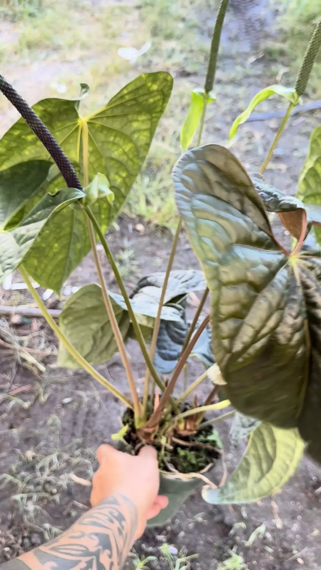 plant/XL Anthurium pap X Luxurians *MULTIPOT-0